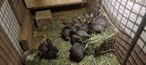 lapin de compagnie 20 83400 Hyères