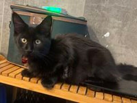   3 femelles type maine coon disponibles à l'adoption 