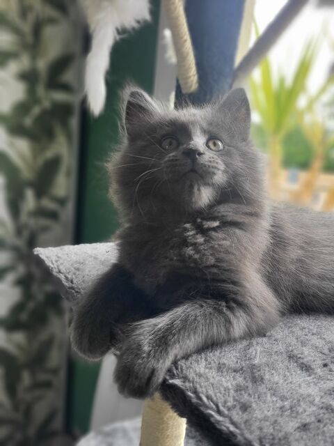 Chatons Maine Coon 800 02270 Chalandry