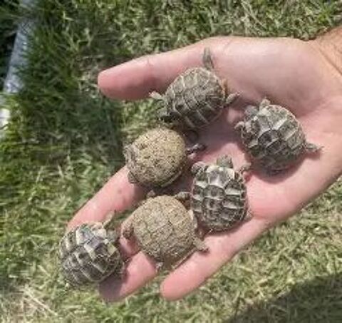 tortues de terre juvéniles 35 13630 Eyragues