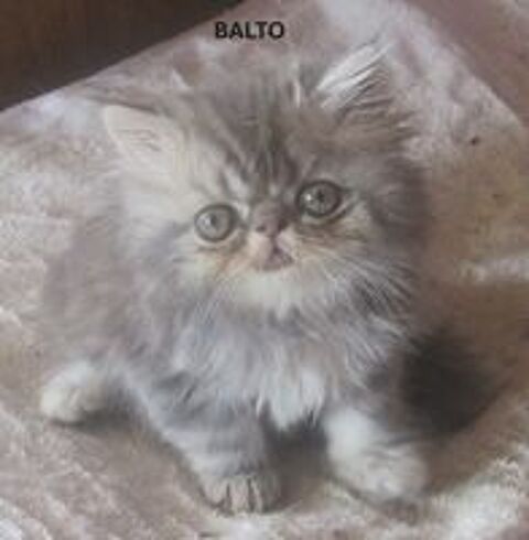   3 SUPERBES CHATONS PERSANS MALES LOOF A RESERVER 