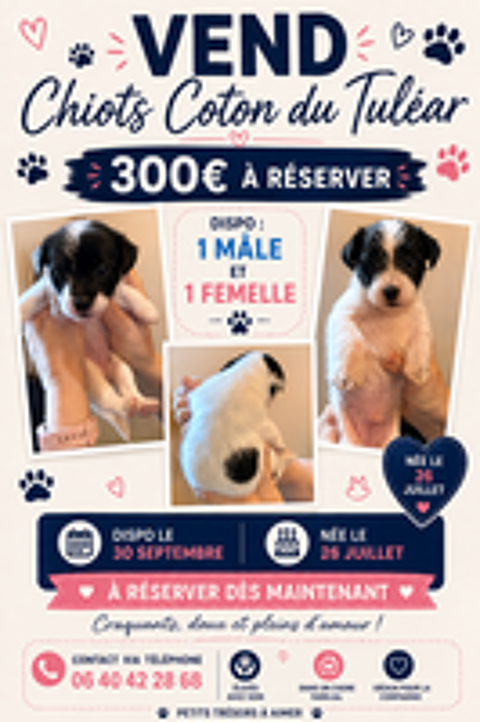   ? À RÉSERVER ? 2 CHIOTS COTON DU TULEAR ? 