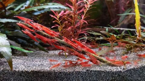 crevettes Neocaridina Davidi 0 Liffol-le-Grand (88)