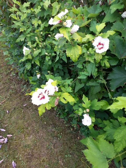 altea 2 La Turballe (44)