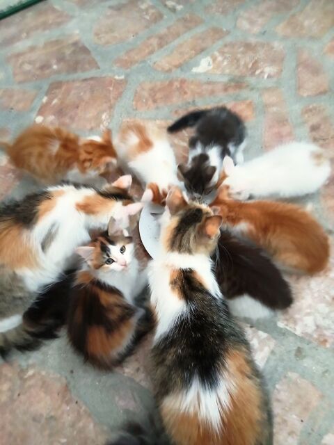 Donnes six chatons contre bon soins 0 02400 Château-thierry