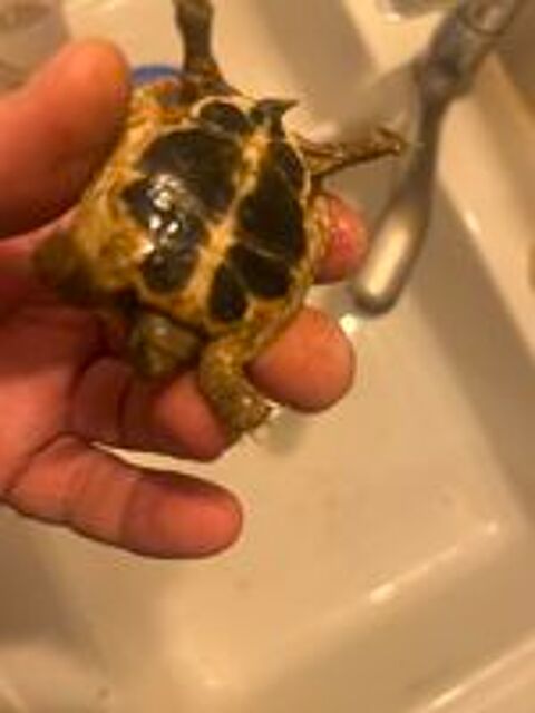   Tortues, née dans mon jardin 