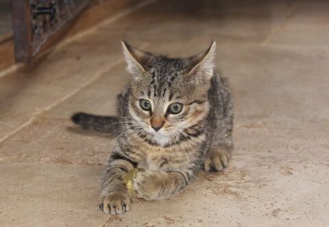 Jade, chatte tigr&eacute;e &agrave; adopter 230 18210 Bannegon
