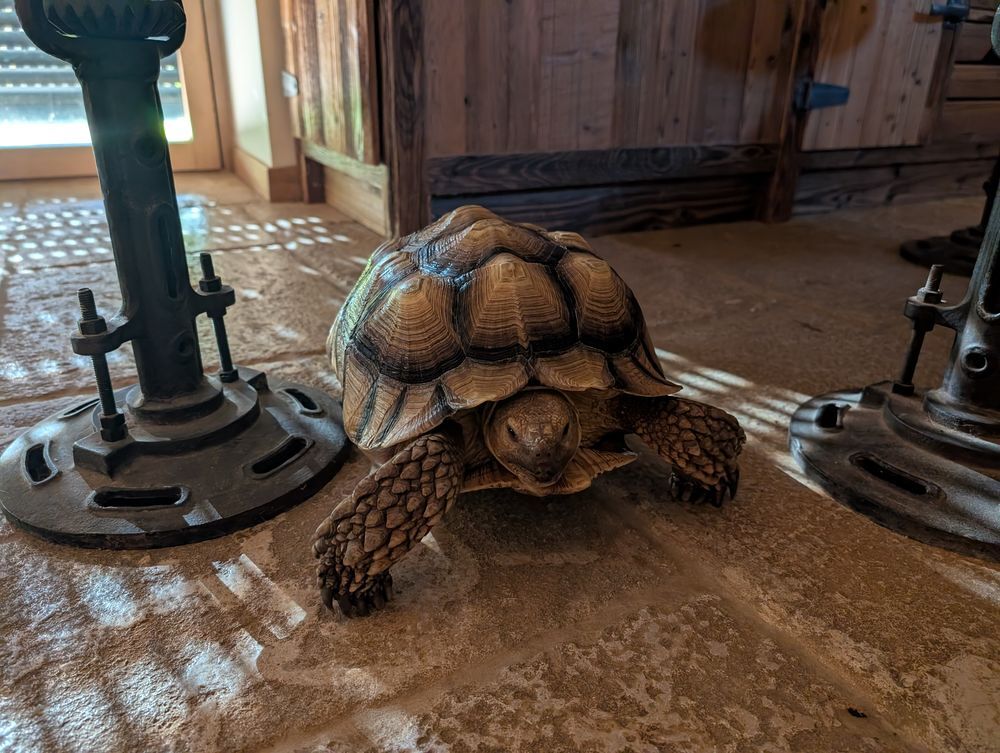   Tortue sulcata femelle  