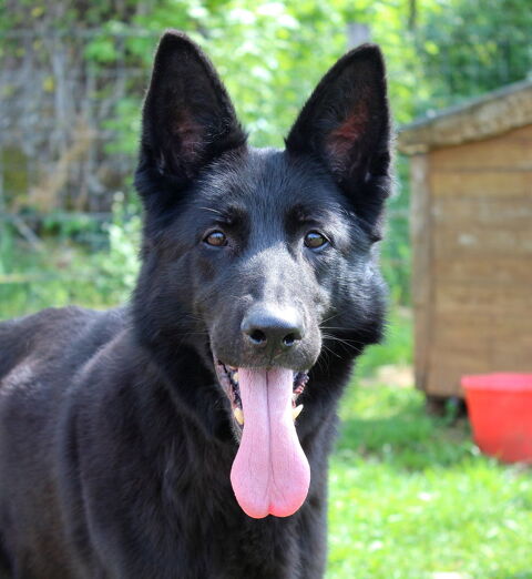 MARLENE, magnifique Berger Allemand noire à adopter via l'association UMA 330 18210 Bessais-le-fromental