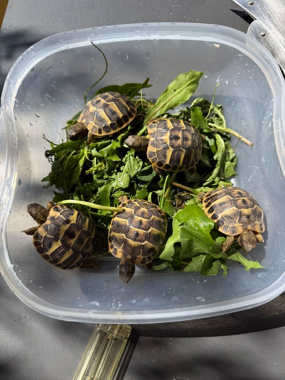   Tortue HH BB  