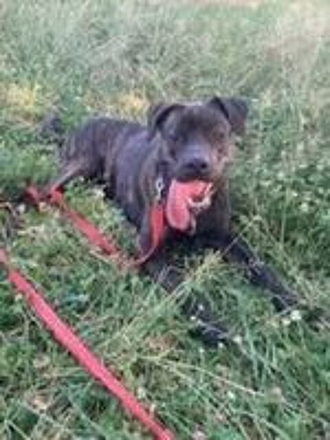   Chien TANOS à l adoption 