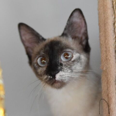 KYLIE 220 27620 Gasny