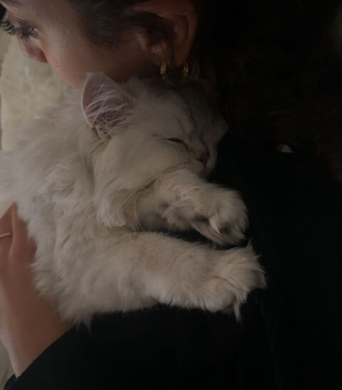 Adorable Persan chinchilla blanc 400 95310 Saint-ouen-l'aumne