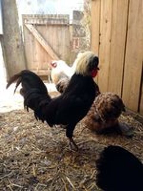   WAAL, magnifique coq Hollandais à adopter via l'association UMA  