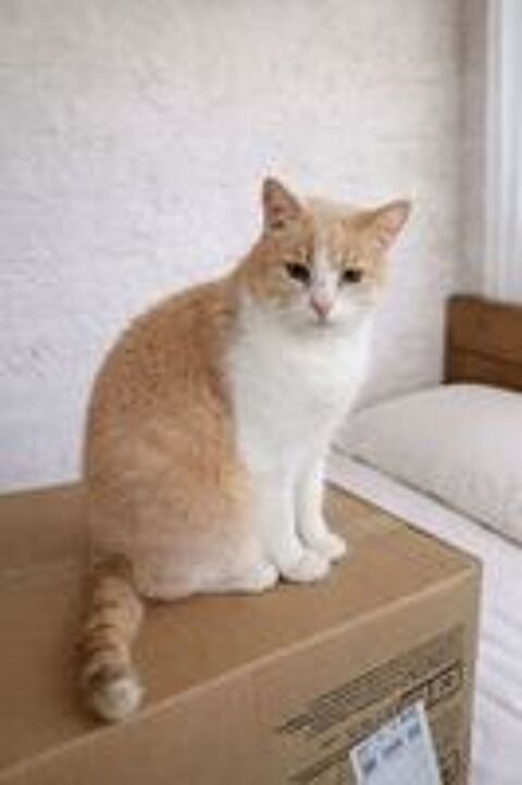   BIB CHAT SENIOR TIGRE ROUX 11 ANS 