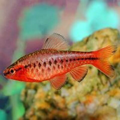   Poissons barbus cerise 