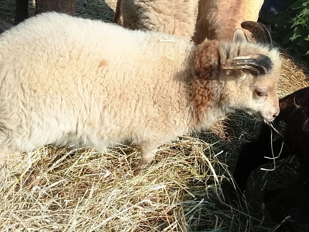   Agneau ouessant . 