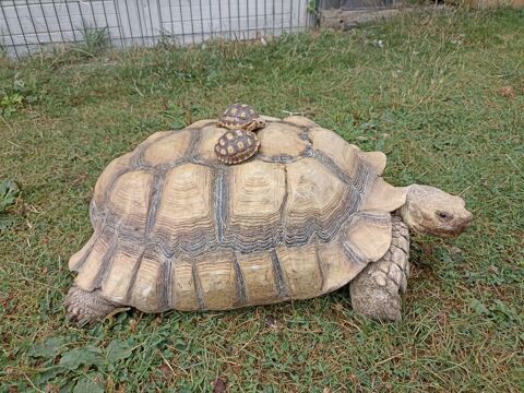 tortue terrestre sulcata sillonn&eacute;e 120 78270 Bonnières-sur-seine