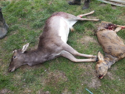 Action de Chasse Châtres (77)