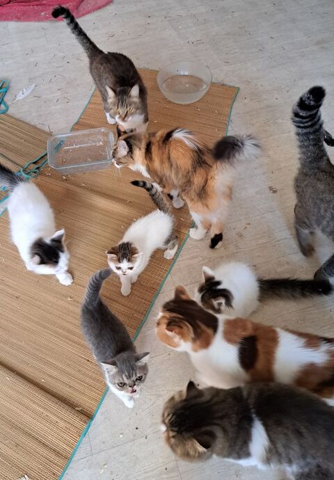 Magnifiques petits chatons Blancs 300 82390 Durfort-lacapelette