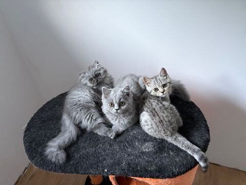 Adorable chaton british shorthair 0 31200 Toulouse