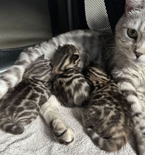 Chatons Bengal -  Brown , Snow et Silver A reserver 1200 71210 Montchanin