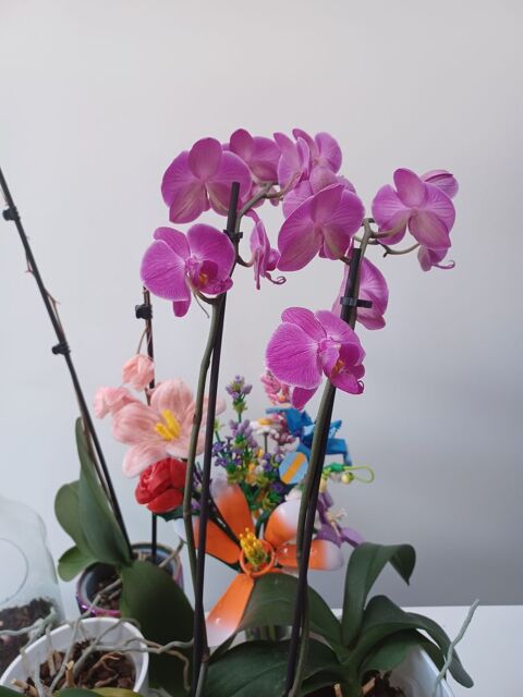 M&eacute;nage/ Rangement et Repassage 0 93600 Aulnay-sous-bois