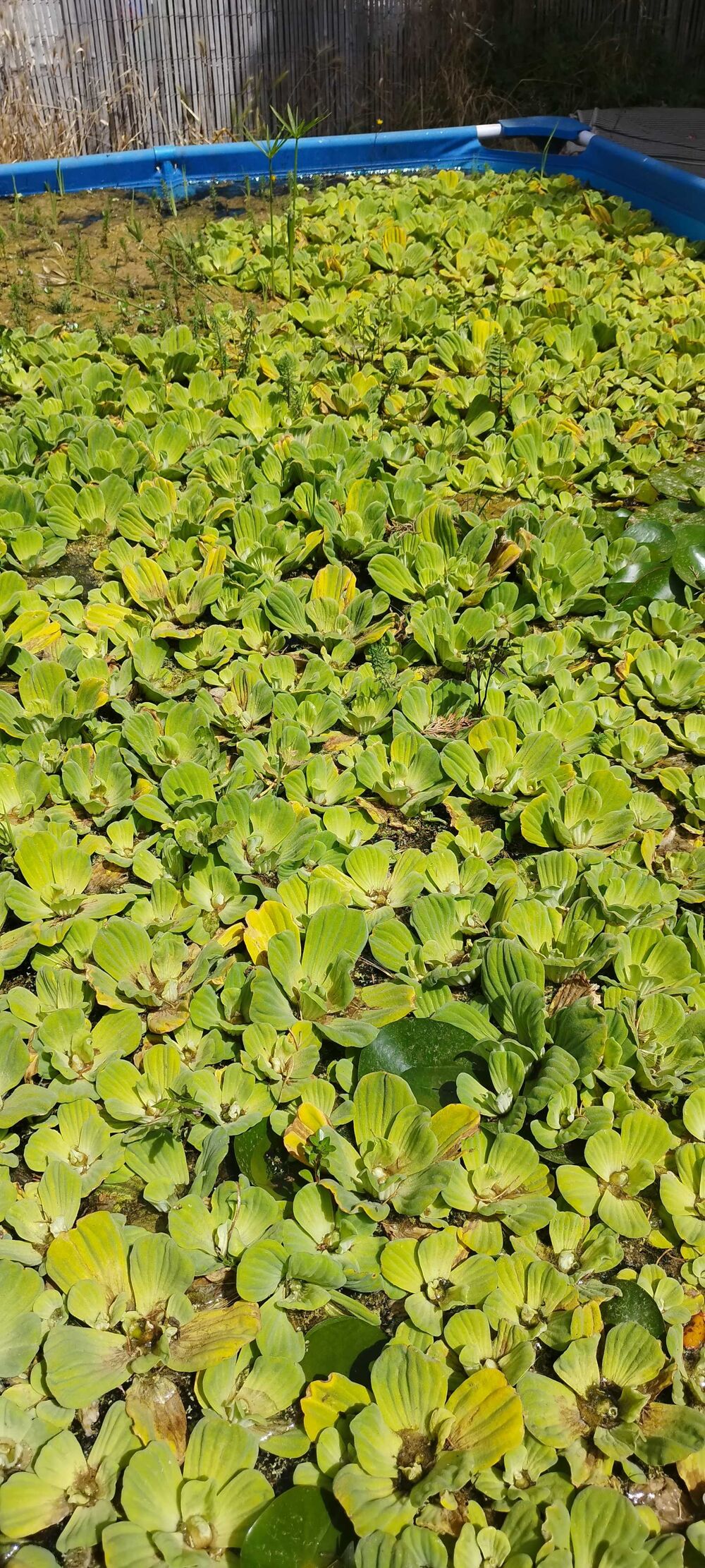 laitue d'eau plante aquatique flottante Jardin
