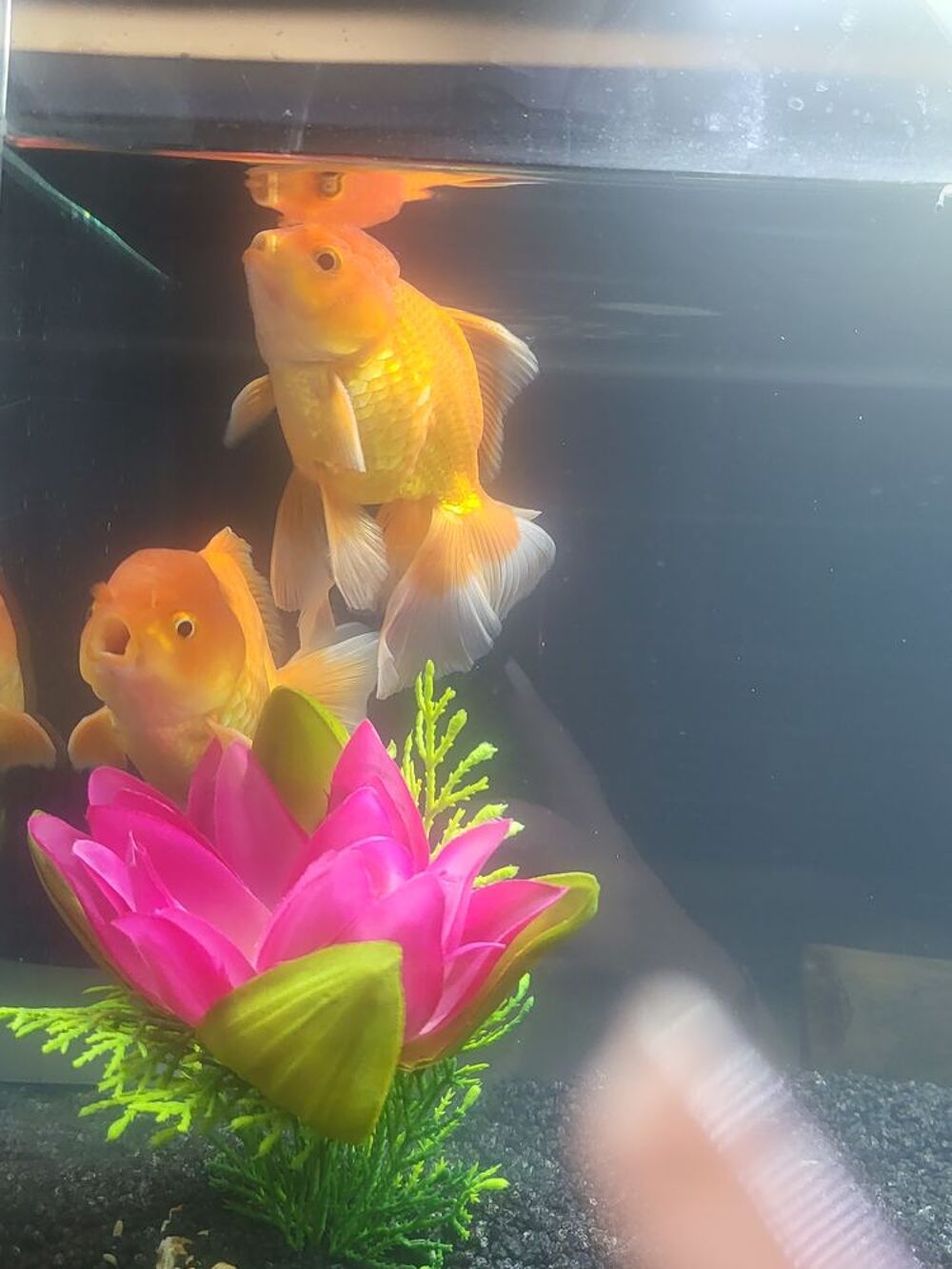   Poissons tete de lion 
