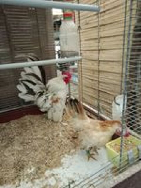  ?ufs de poules serama Malais  