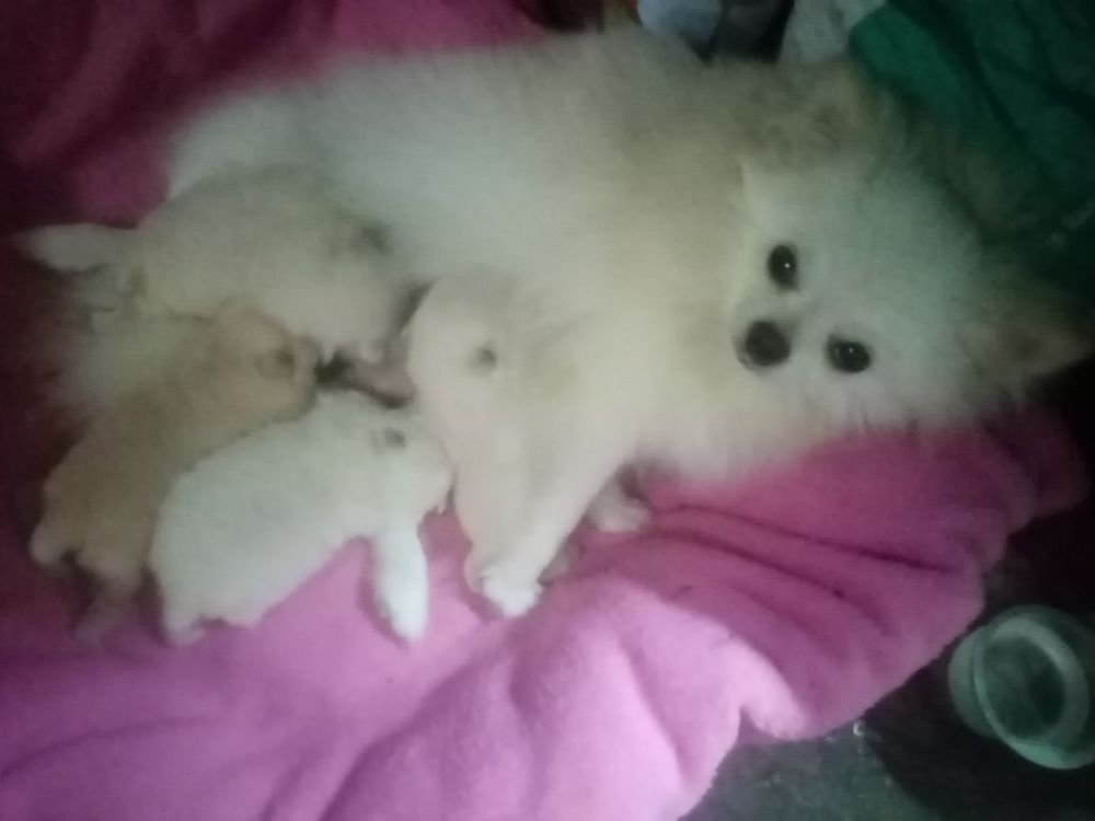   Chiot spitz nain femelle  