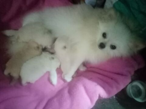 Chiot spitz nain femelle  1000 66000 Perpignan