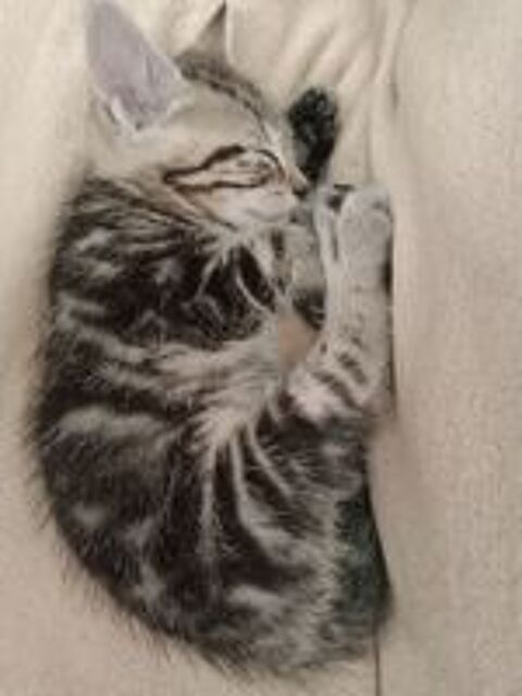   Chatons à adopter 