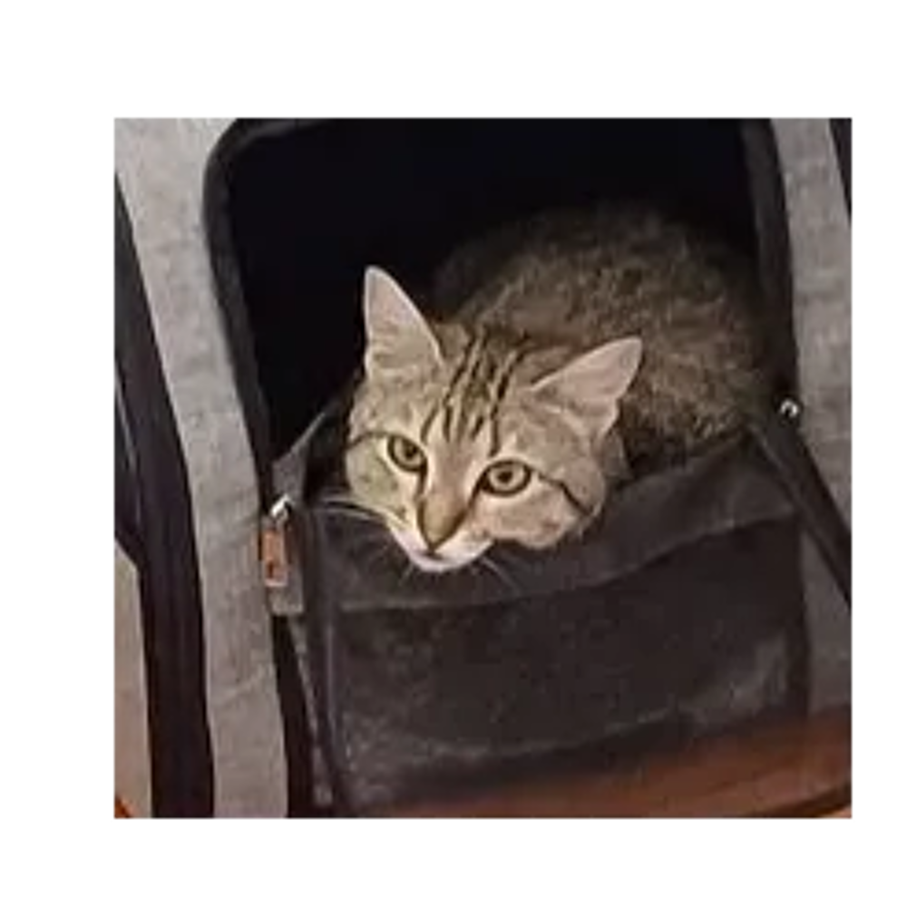   ISO FEMELLE TIGREE 2 ANS 1/2 
