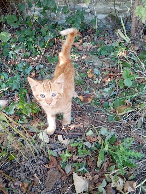 Chatons &agrave; adopter 155 14250 Chouain