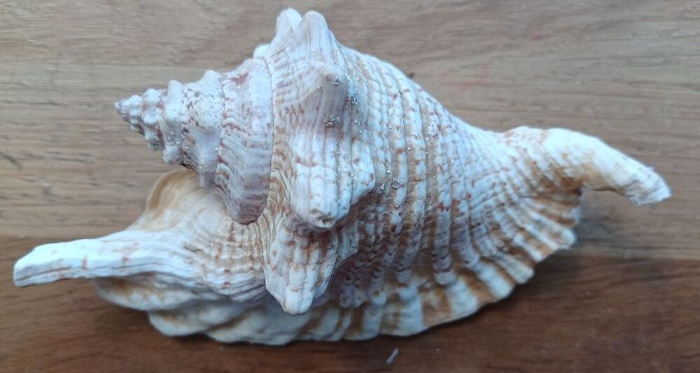 Coquillage Aliger Gallus 