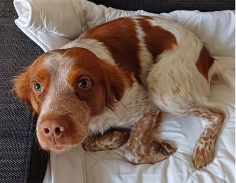 SAMY, &eacute;pagneul breton 5 ans  200 34500 B�ziers