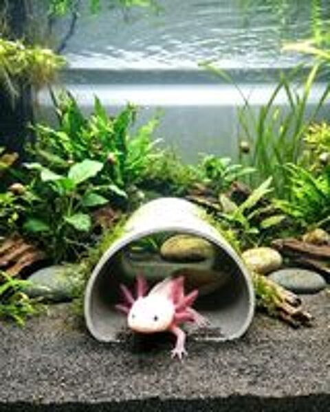   Cachette pondoir neuf pour Axolotls 
