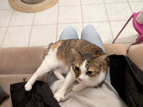 Donne chatte de 5 ans propre et joueuse 0 89300 Joigny