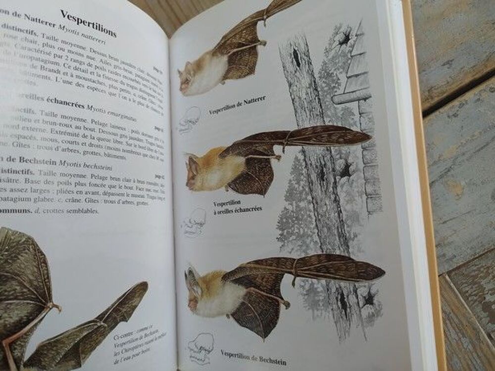 Livre Delachaux et Niestl&eacute; Guide Mammif&egrave;res France Europe Livres et BD