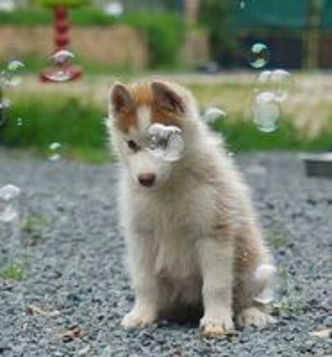   Chiots Husky sibrien  