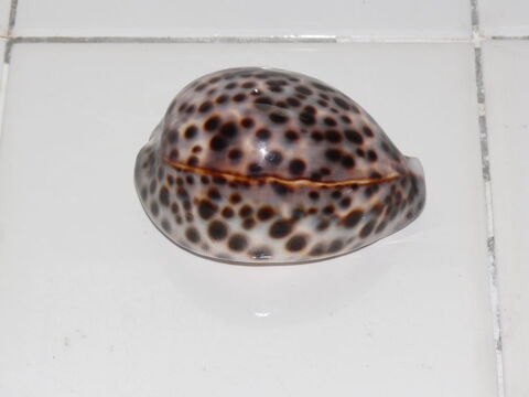 Coquillages Saintes (17)