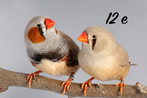 couple mandarin 12 35530 Br�c�