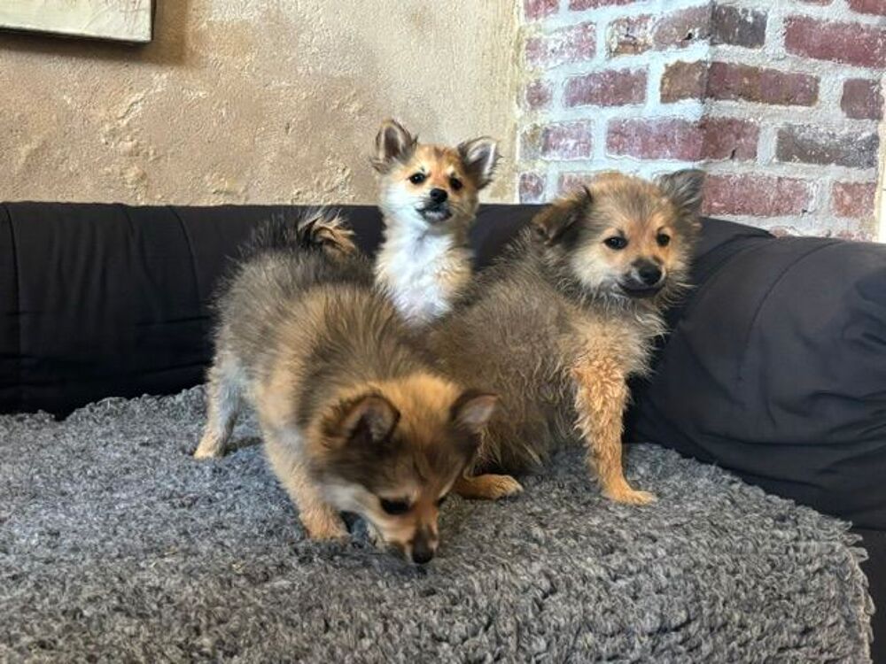   chiot spitz 