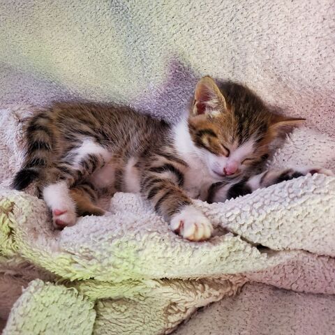 Donnes 3 chatons sevr&eacute;s et propres.
2 femelles et un m&acirc;le. 0 71200 Saint-sernin-du-bois