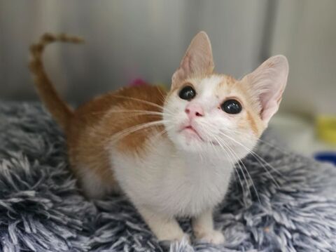 BAMBI 230 27620 Gasny