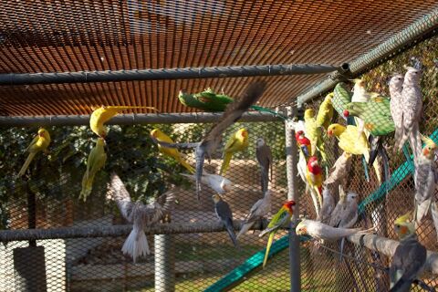 oiseaux colliers de azie 125 38150 Roussillon