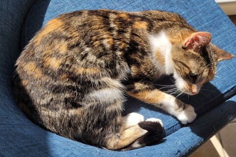 SAYA 200 22100 Saint-hlen