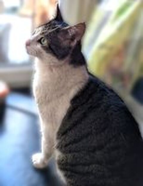   BERNARD CHAT TIGRE BLANC 4 ANS 