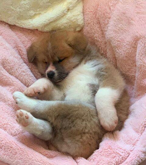 Akita Inu LOF, derniers chiots 950 30000 N�mes